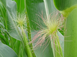 Flowers for the formation of a corn crop, corn on the cob