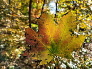 Colorful leaf in front of autumn forest