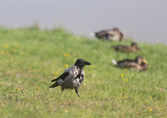 Crow walking on grass, selective focus