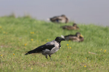 Crow walking on grass, selective focus