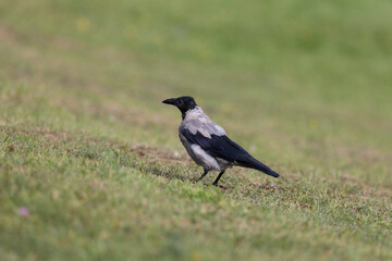 Crow walking on grass, selective focus