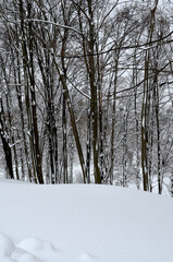 Winter landscape. Winter park.