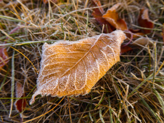 Frozen leaf on the ground