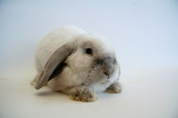 White rabbit with dark ears on a white background, Year of the Rabbit