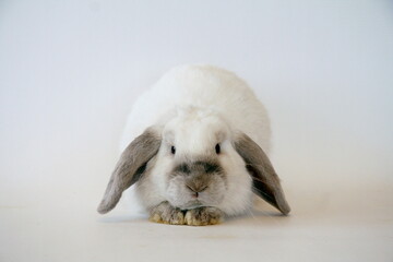 Obraz premium White rabbit with dark ears on a white background, Year of the Rabbit