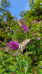butterfly on a flower