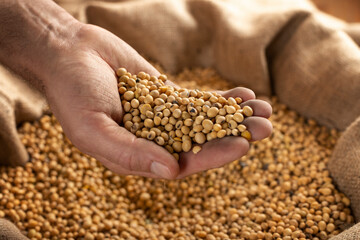 Caucasian male showing soybeans in his hands over burlap sack