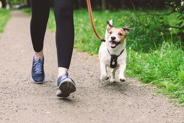 Woman running with dog to workout during morning walk - obrazy, fototapety, plakaty