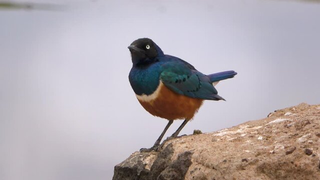 A superb starling sitting on a rock in the Amboseli National Park, Kenya