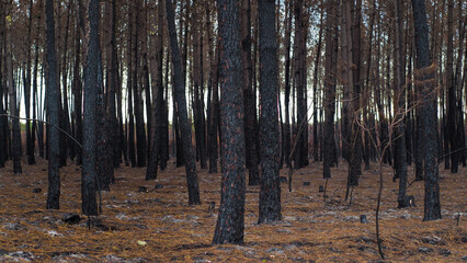 Forêt de pins calcinée après le passage des incendies en Gironde, en été 2022, à proximité...