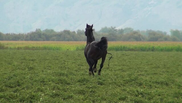 Caballo negro galopando libre con rienda suelta