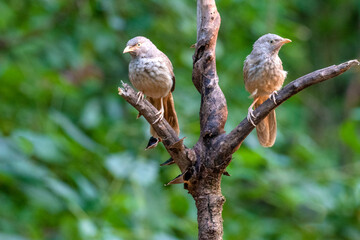 Puff throated Babbler