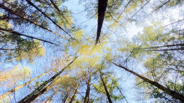 Looking up to Blue Sky in Conifer Forest during Beautiful Autumn Day