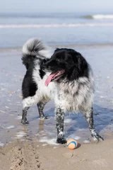 Foto auf Leinwand black and white dog at beach © Evelien