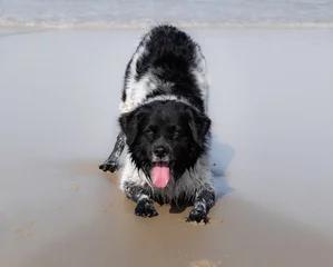 Foto auf Leinwand black and white dog at beach © Evelien