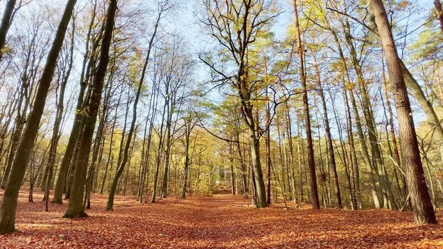 Walking on Orange Leaf Bed in Colorful Forest during Autumn Season