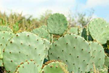 Beautiful view of cactuses with thorns growing outdoors, closeup