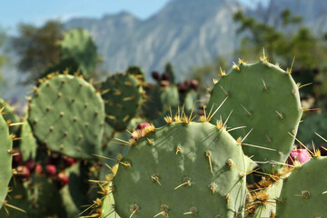 Beautiful prickly pear cacti growing outdoors on sunny day, closeup
