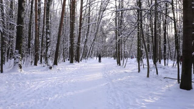 Girl with the baby carriage is walking in a winter park. Passage on a snowy pathway. 