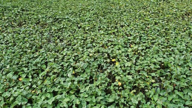 drone shot, water hyacinth plant on the lake surface