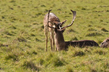 fallow deer in a field