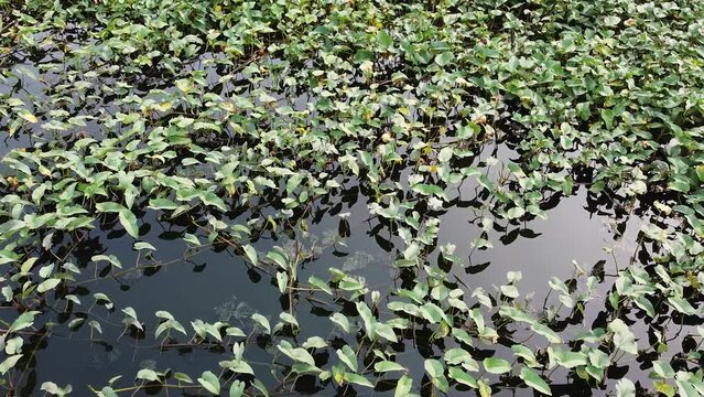 water hyacinth plant on the surface of the lake water.