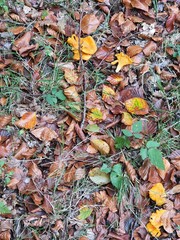 fallen autumn leaves