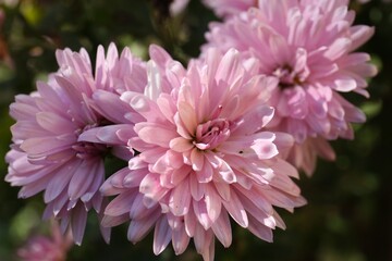 Fototapeta premium Beautiful pink chrysanthemum flowers growing in garden, closeup
