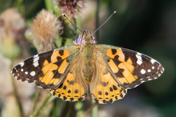 Painted lady
