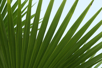 Beautiful palm leaf against blue sky, closeup. Tropical plant