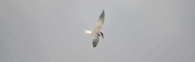 Flussseeschwalbe // Common Tern (Sterna hirundo)