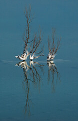 Perfect symmetrical reflection of a plant growing in the Dead Sea with white, salt accumulation on its stems and branches.