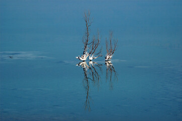 Perfect symmetrical reflection of a plant growing in the Dead Sea with white, salt accumulation on...