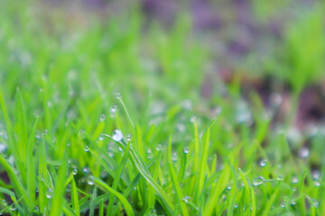 Morning dew on green grass close up photo. Drops of dew on the grass in defocus