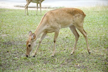 young deer in the forest