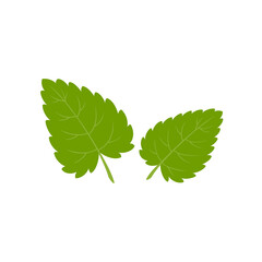 Lemon balm, melissa. Green leaves isolated on white background. Vector illustration.	