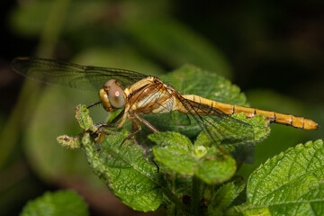 dragonfly on a leaf