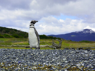 Pingüino en tierra del fuego al sur de argentina