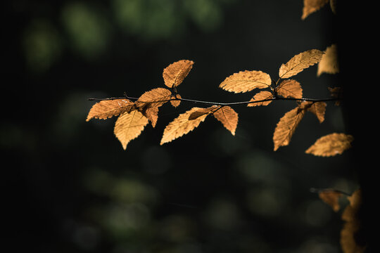 Colorful autumn leaves close up detail on blurred background