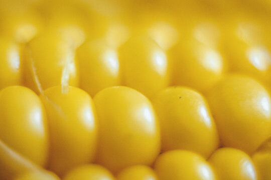 Yellow grains of corn closeup.