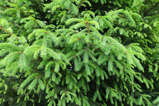 Spring Fresh Foliage Of Common Yew In Mid May