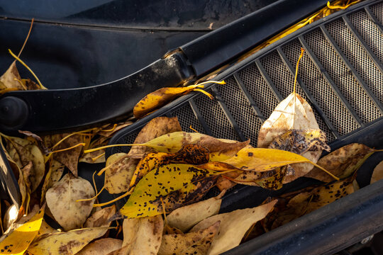 Golden, autumn leaves blocking the air flow on the ventilation grille under the car hood. Photo taken in natural lighting conditions.