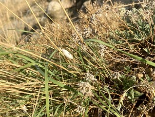 Brephulopsis cylindrica is a species of terrestrial pulmonary snails from the Enidae family