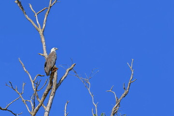 White-bellied sea eagle perched high on a dry tree-Yellow Water Billabong. Kakadu-Australia-250