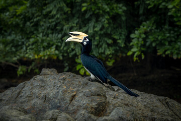 Thailand's unique tropical hornbill birds © Moses Leigh