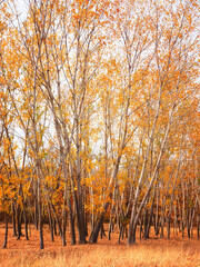 Beautiful late autumn landscape in a poplar tree forest