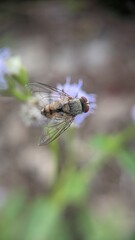 dragonfly on a branch