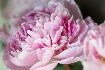 Pink peony in bloom