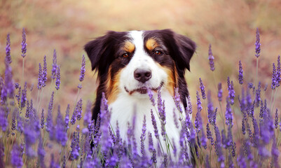 Head portrait of a dog sitting behind lavender bush