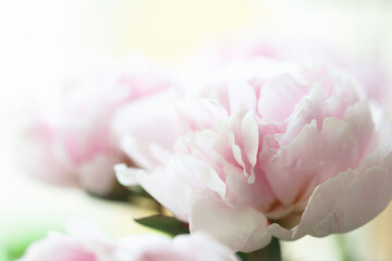 Pink peony in bloom